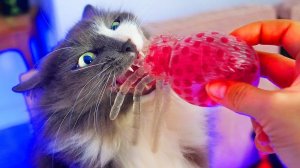 Пауки на Хэллоуин! Что внутри страшных антистрессов 😱🕷️