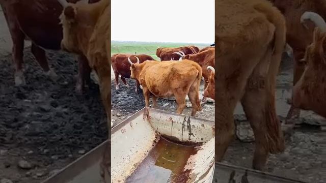 КРС смотреть онлайн