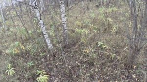 Охота на боровую дичь. С русским спаниелем по полям. Работа спаниеля по зайцу.