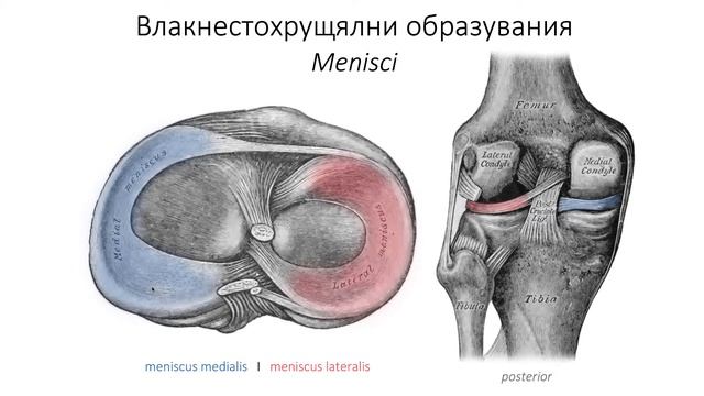 Колянна става – Articulatio genus (3:30) ┃teoriyata.com смотреть онлайн