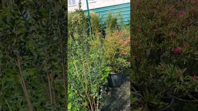 Садовый центр в Сочи🌴🌳🌲 смотреть онлайн