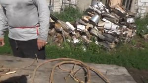 Корень солодки нужно сохранить для Сургута.