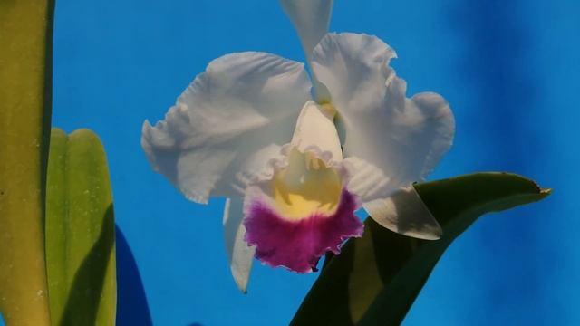 Cattleya trianae f.coerulea 'Indigo Blue'　(orchid) смотреть онлайн