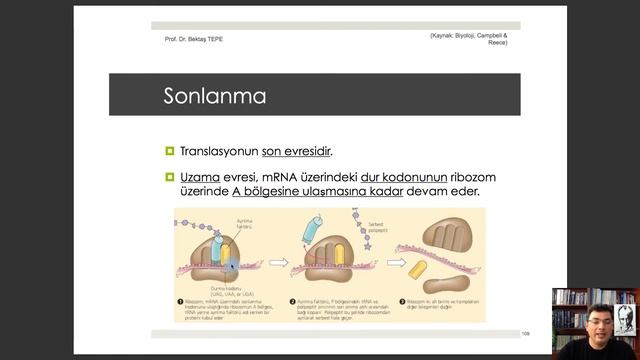 #biyoloji #genel biyoloji BÖLÜM 17: Protein Sentezi-2 (Translasyon) #genel biyoloji смотреть онлайн