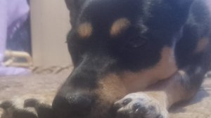 Моя собака плюшка жившая простыня