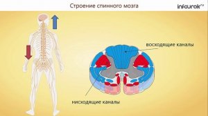 45. Спинной мозг