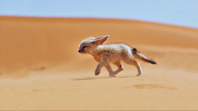 Учим названия и звуки Редких Животных Африки | Животные для детей | Learn Animals смотреть онлайн