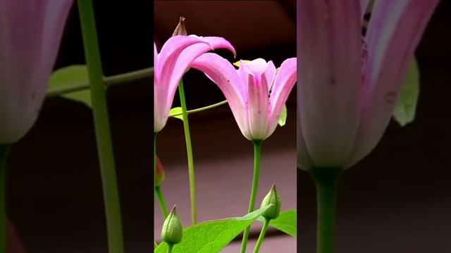 Улыбаются мне клематисы. Дмитрий Шлапак смотреть онлайн