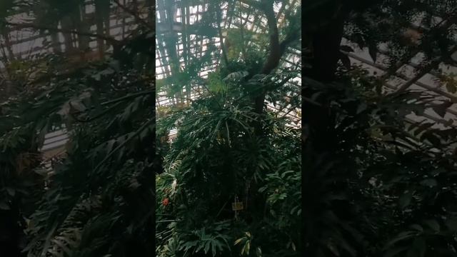 Цветут цветы