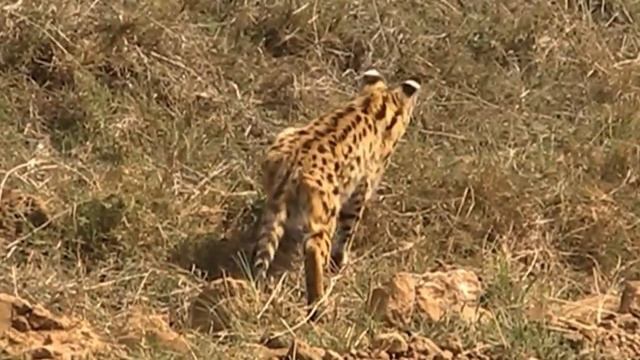 Serval cat catching prey смотреть онлайн