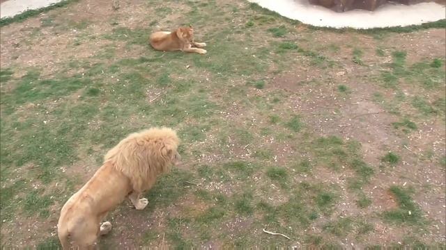 "Тайган"🌺 Чук и Чип!💕И у Дейла всё хорошо в вольере Симона.😊 #тайган смотреть онлайн