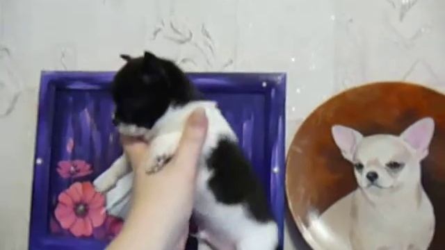 ЧИХУА - Hilton Sheriff SHI WA WA(МАРИ МИСТИК) ПРОДАЖА ЩЕНКОВ смотреть онлайн