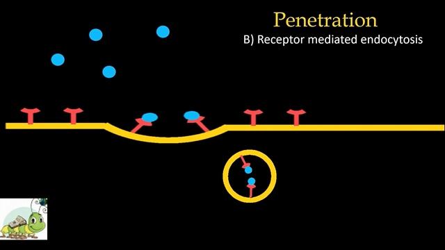 Virology Lectures 2020 #3 | Replication of Viruses | Viral replication cycle | DNA Virus Replicatio смотреть онлайн