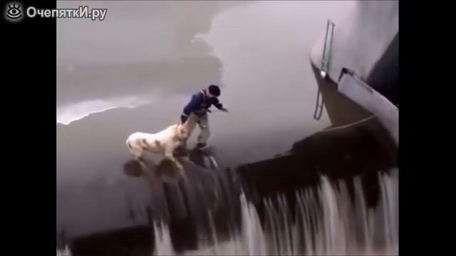 Отважный человек спас собаку!!