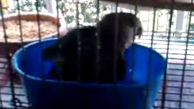 Agapornis en Baño смотреть онлайн