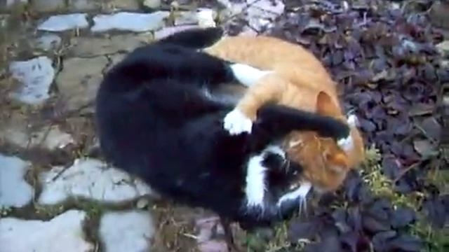 Супер драка котов!!! смотреть онлайн