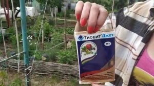 Чем опрыскивать виноград