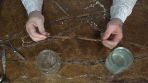 Проращивание черенков винограда на воде .Часть 1