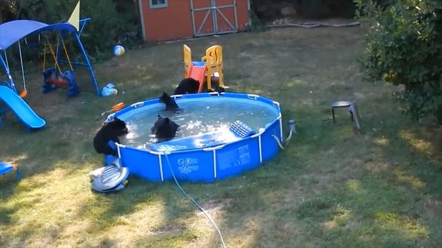 СЕМЬЯ МЕДВЕДЕЙ НА ПЛЯЖЕ // ОТДЫХ // АМЕРИКА смотреть онлайн