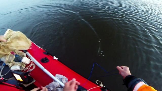 Самый быстрый сомик