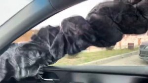 Pride s5 / pride 10k