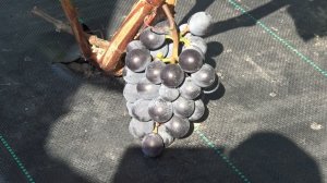 Виноград Изабелла крупноплодная 2023г.