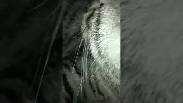 Кот Тимоха ржака!!!! смотреть онлайн