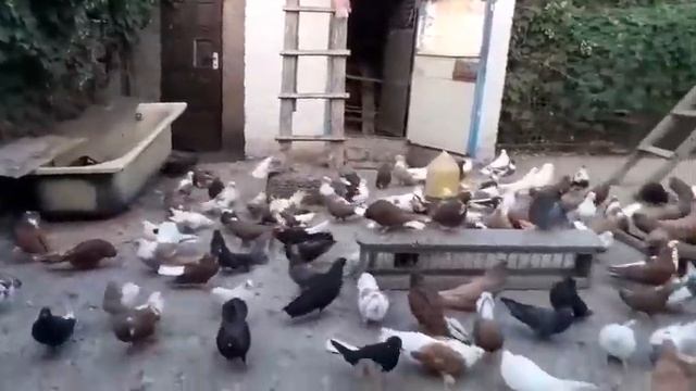 Серпастые голуби Валентин Лозовая смотреть онлайн