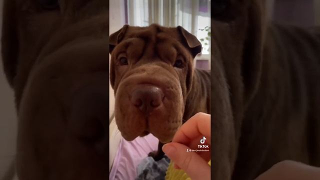 #приколы #собака #тикток #шарпей #красавчики смотреть онлайн