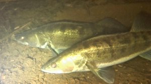 Фарватерные Монстры.Подводная Охота на Реке Белой.Подводная охота в Башкирии.