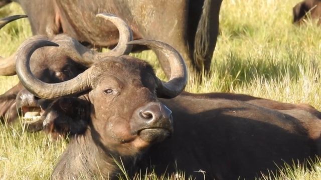 Dirty Harry COWahan "Go ahead, make my day" смотреть онлайн