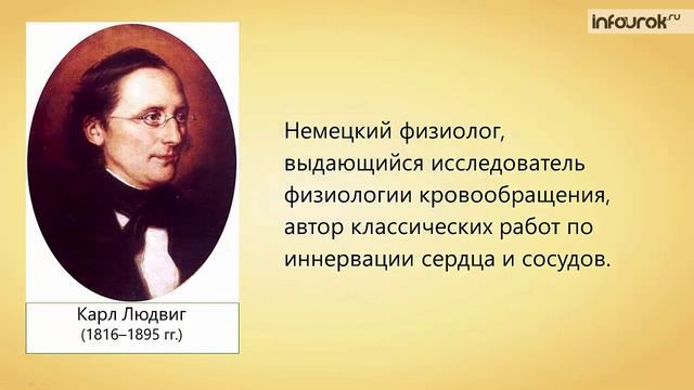 17. Состав внутренней среды организма и её функции смотреть онлайн