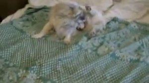 собачка трется мордой