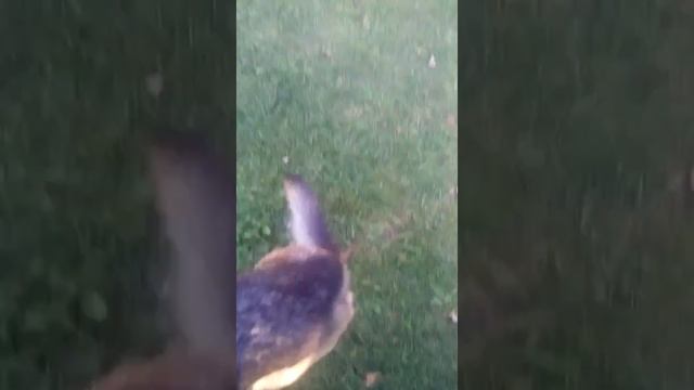 Немецкая овчарка выполняет барьер