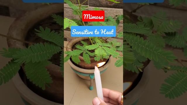Mimosa(Touch me not) - Sensitive to Heat смотреть онлайн