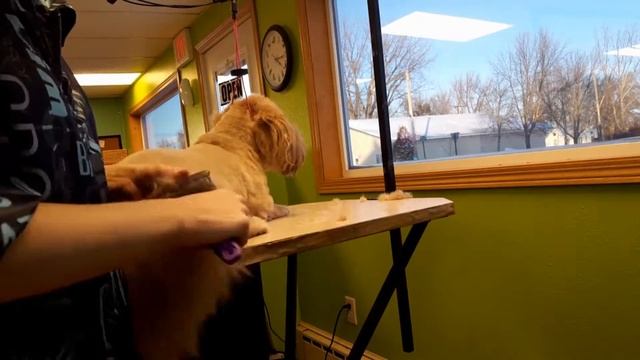 Anne the dog groomer "grooming REX" (Time lapse) смотреть онлайн