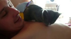 Кошка сосет сиську