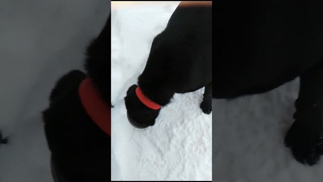 Сыворотка - любимая вкусняшка! 😋