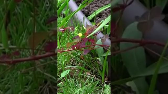 Их жизнь незаметна и очень мала. Дмитрий Шлапак смотреть онлайн