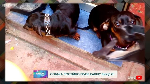 СОБАКА ПОСТІЙНО ГРИЗЕ КАПЦІ? ВИХІД Є! смотреть онлайн