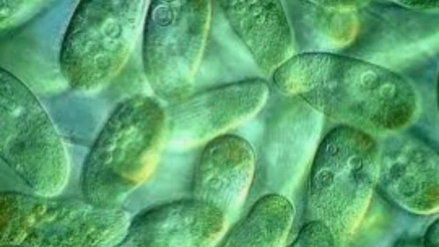 Կանաչ էվգլենա смотреть онлайн