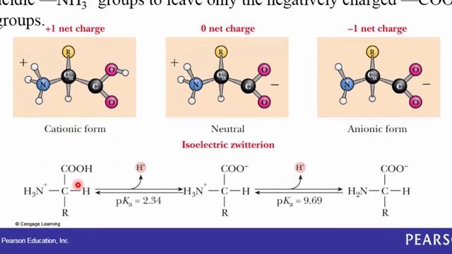 Chapter 18 -Part 1-Amino Acids & Proteins смотреть онлайн