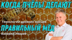 Когда пчёлы делают правильный мёд?