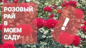 Цветение роз, июль 2024г.