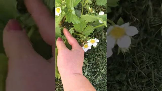 Подкормка для клубники. смотреть онлайн