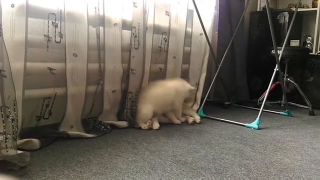 Граф и Темпо