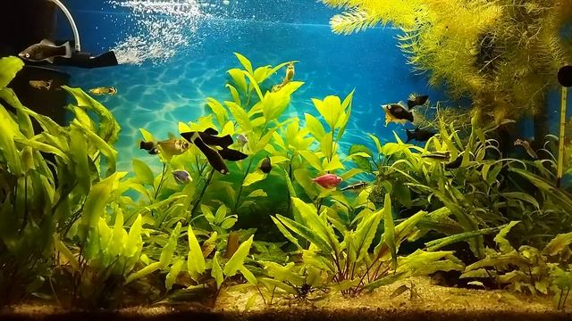 Простой,здоровый аквариум. смотреть онлайн