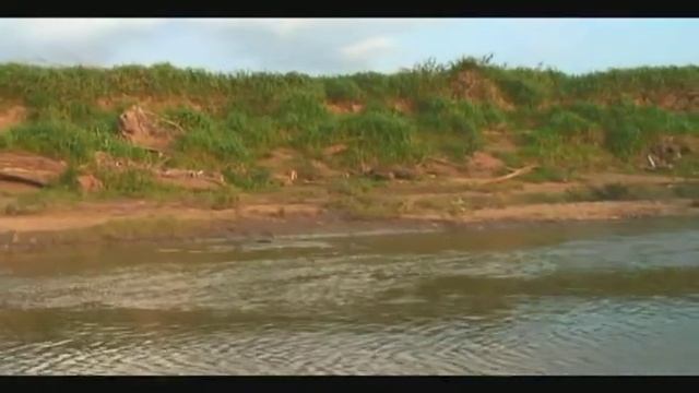 Как прокормиться крокодилу смотреть онлайн