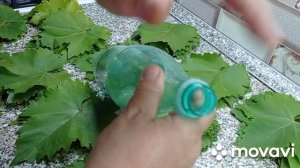 ЛИСТЬЯ ВИНОГРАДА ДЛЯ ДОЛМЫ  Как сохранить.  Проще нет способа!   dolma, grape leaves for dolma
