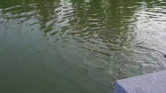 Нутрия отбирает еду у утёнка. / Nutria takes food from the duckling. смотреть онлайн